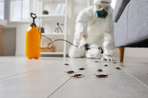 Trusted Rodent Control service in West Chatham, MA - Nex Pest Control